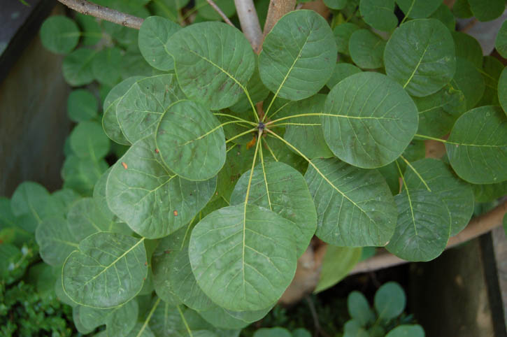 Cotinus Golden Spirit