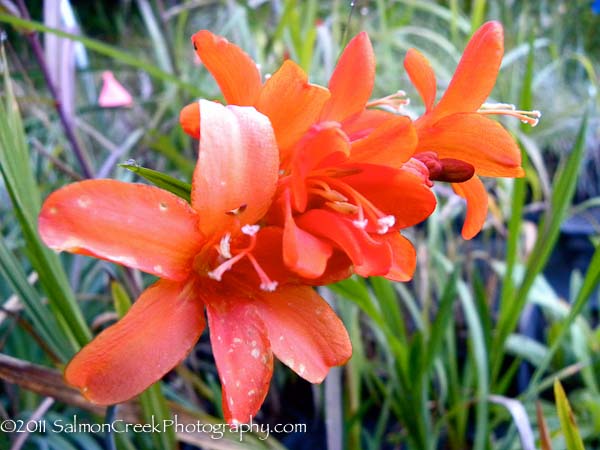 Crocosmia Limpopo