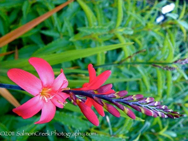 Crocosmia Little Redhead