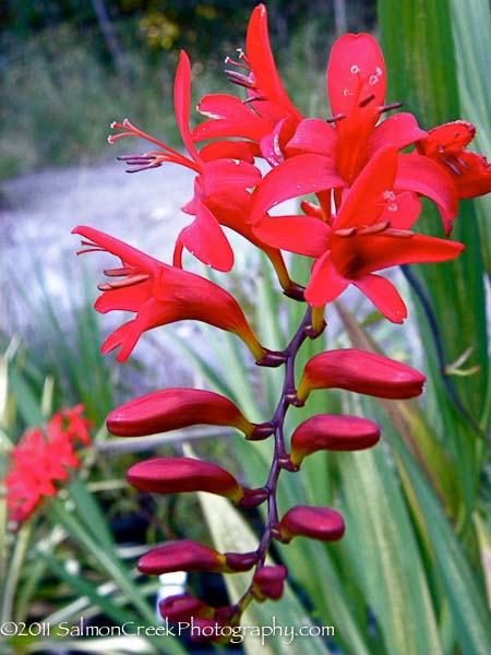 Crocosmia ‘Lucifer’