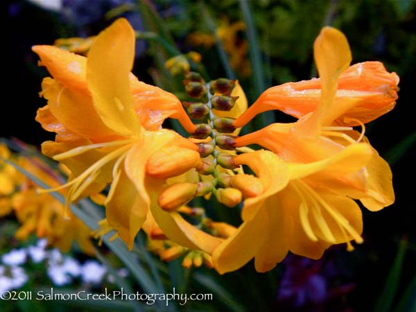 Crocosmia ‘Walberton Yellow’