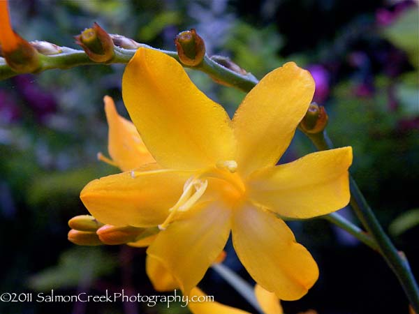 Crocosmia ‘Walberton Yellow’