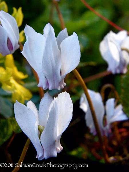 Cyclamen hederifolium ‘White Pearls’