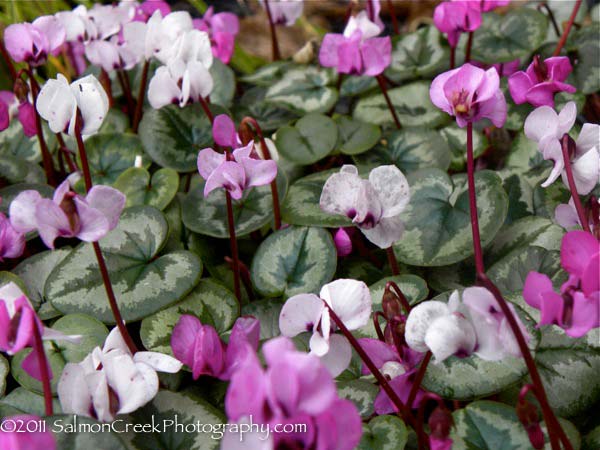 Cyclamen coum