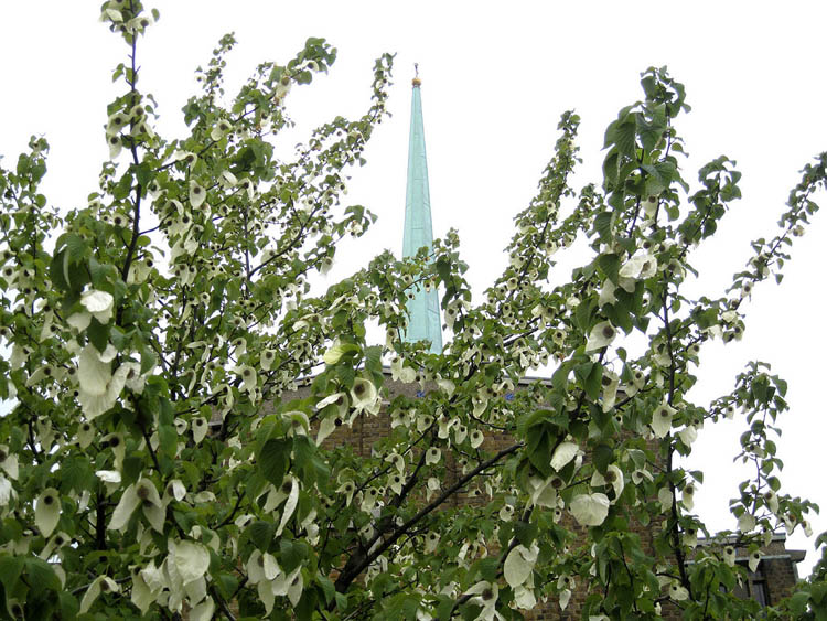 Davidia involucrata