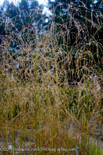 Deschampsia cespitosa Tardiflora