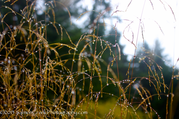 <em>Deschampsia cespitosa</em>  ‘Tardiflora’