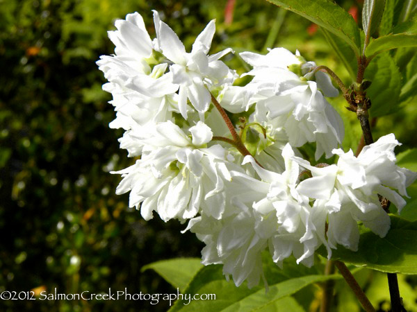 Deutzia magnifica