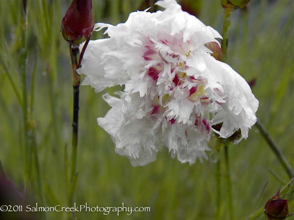 Dianthus.php