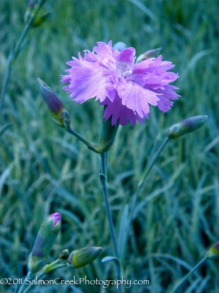 Dianthus.php