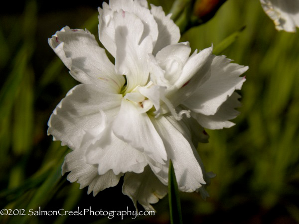 Dianthus ‘Mendlesham Maid’