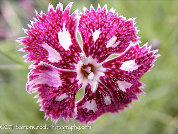 Dianthus ‘Nancy Lindsay’