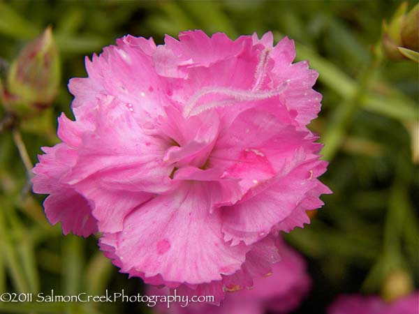 Dianthus ‘Oakington’ at Digging Dog Nursery