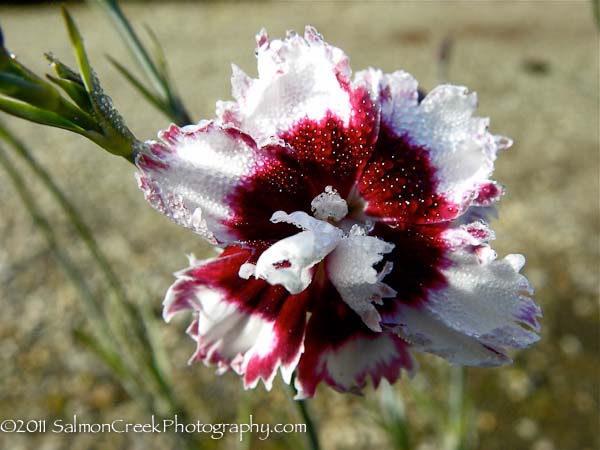 Dianthus ‘Pheasant’s Ear’