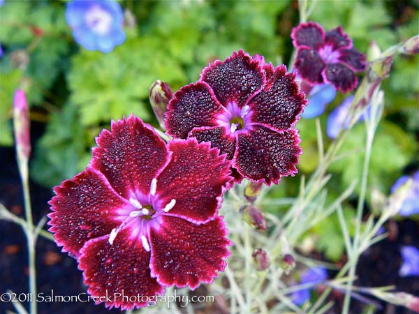 Dianthus Unique