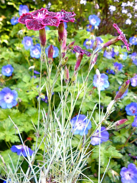 Dianthus Unique