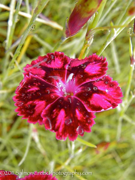 Dianthus Unique
