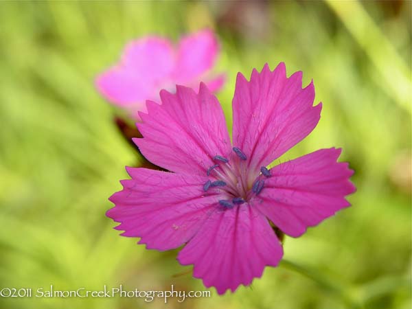 <i>Dianthus carthusianorum</i>