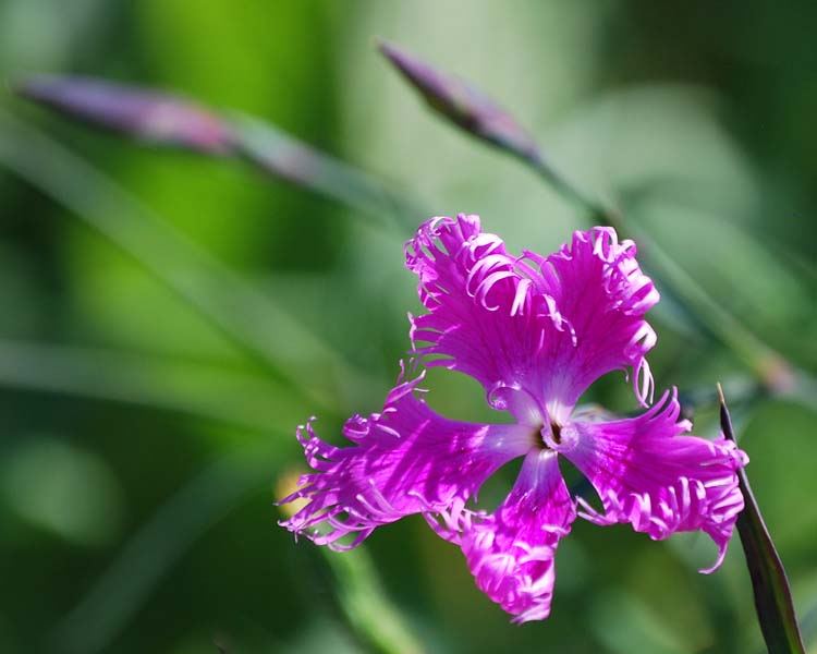 Dianthus superbus