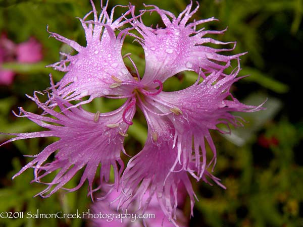 Dianthus superbus