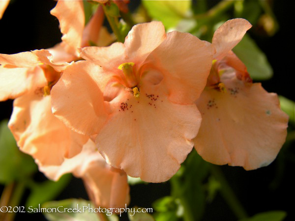 Diascia ‘Blackthorn Apricot’