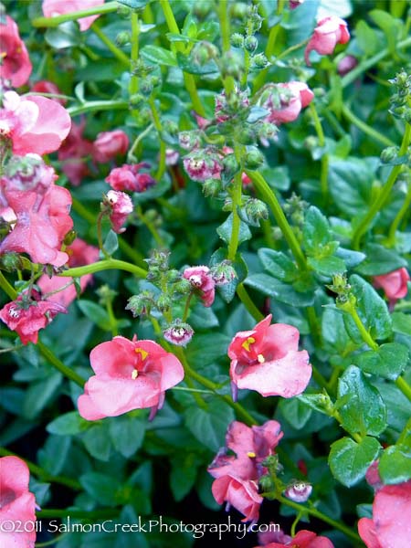 Diascia ‘Coral Belle’