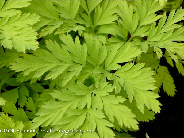 Dicentra spectabilis Gold Heart