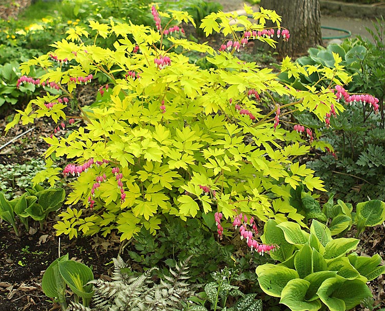 Dicentra spectabilis Gold Heart