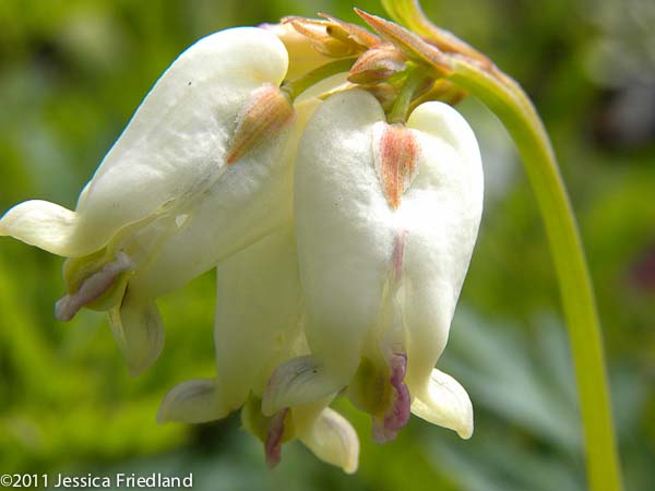 Dicentra ‘Margery Fish’