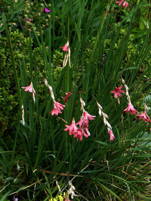 Dierama igneum