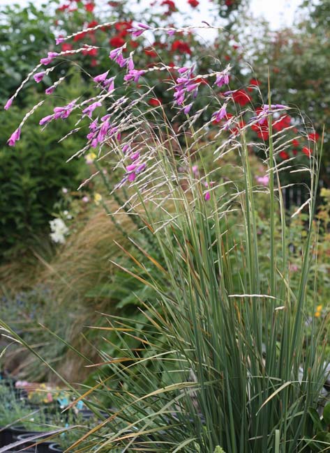 Dierama pulcherrimum at Digging Dog Nursery