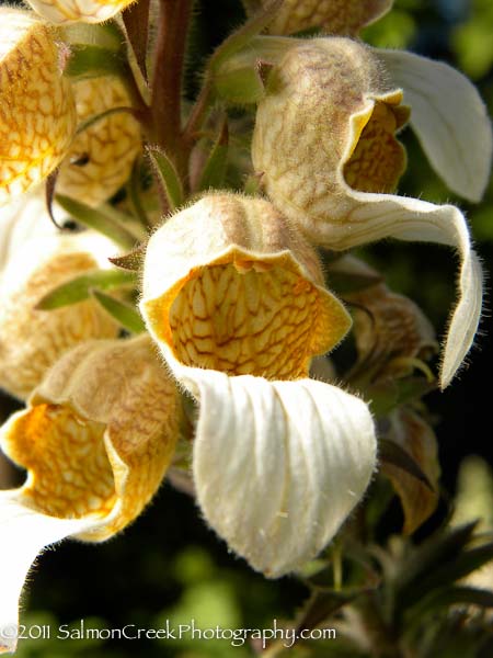 Digitalis trojana