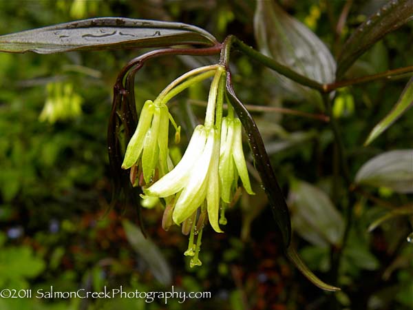 Disporum longistylum ‘Night Heron’