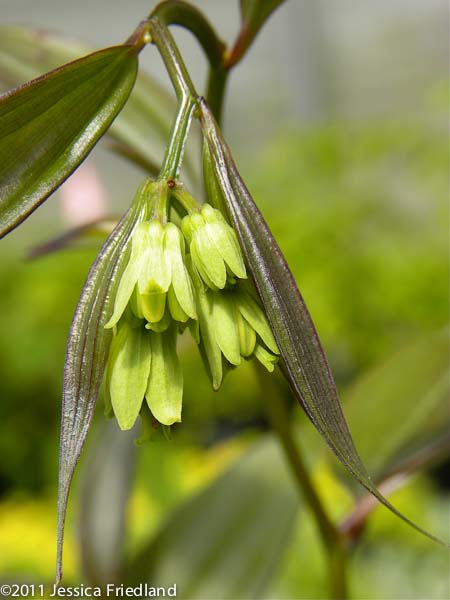 Disporum longistylum Night Heron