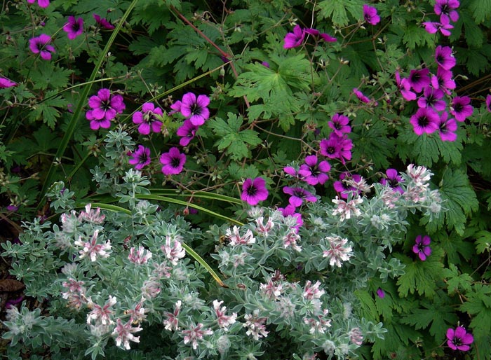 Geranium Ann Folkard