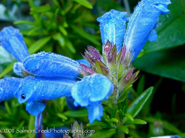 Dracocephalum argunense ‘Fuji Blue’