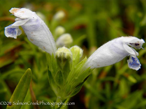 Dracocephalum argunense ‘Fuji White’