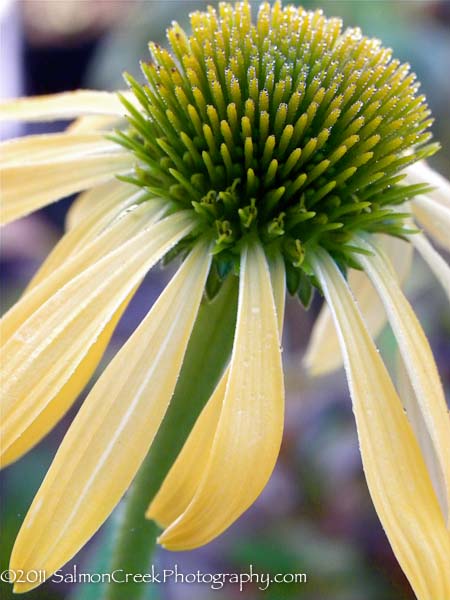 Echinacea ‘Harvest Moon™’