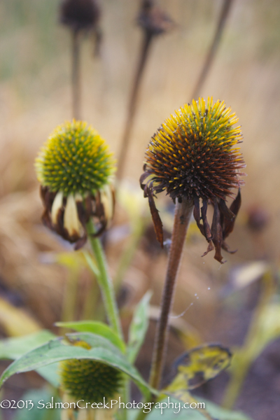 Echinacea ‘Harvest Moon™’