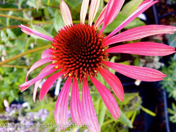 Echinacea Big Sky? ‘Sundown’