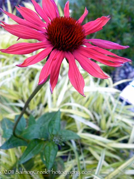 Echinacea Big Sky? ‘Sundown’