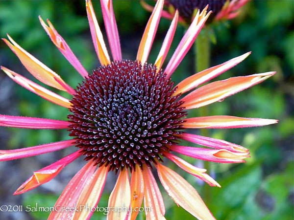 Echinacea Big Sky? Sundown