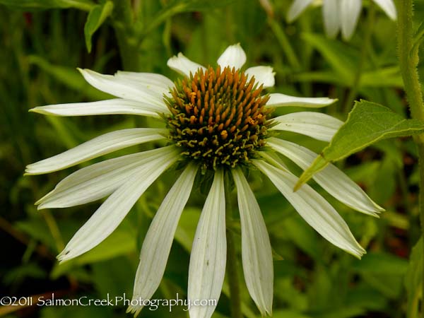 Echinacea purpurea ‘White Swan’