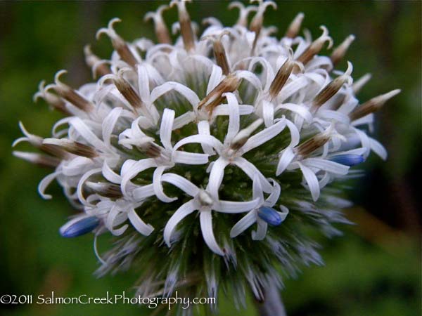 Echinops sphaerocephalus Arctic Glow