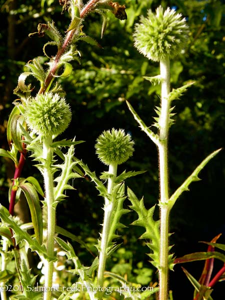 Echinops sphaerocephalus Arctic Glow