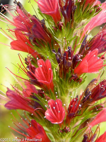 Echium russicum