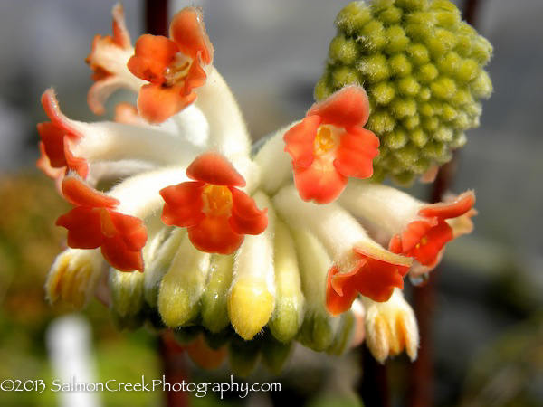 Edgeworthia chrysantha Akebono