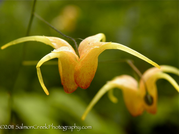 Epimedium ‘Amber Queen’