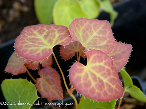 Epimedium perralchicum ‘Frohnleiten’