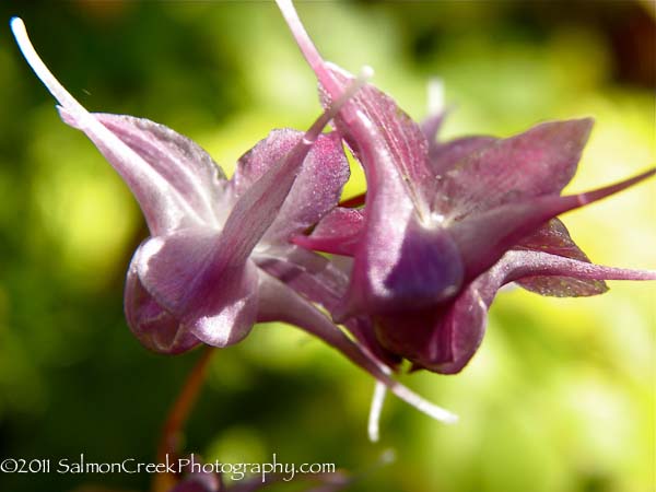 Epimedium grandiflorum Lilafee